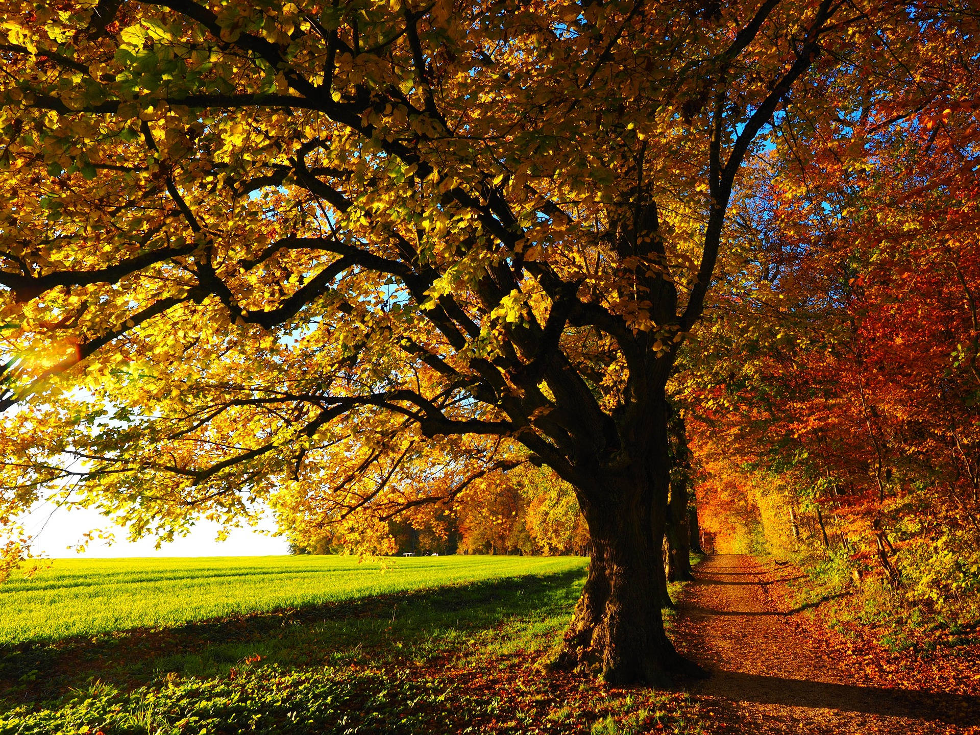 Vibrant Fall Foliage In Full Display Background