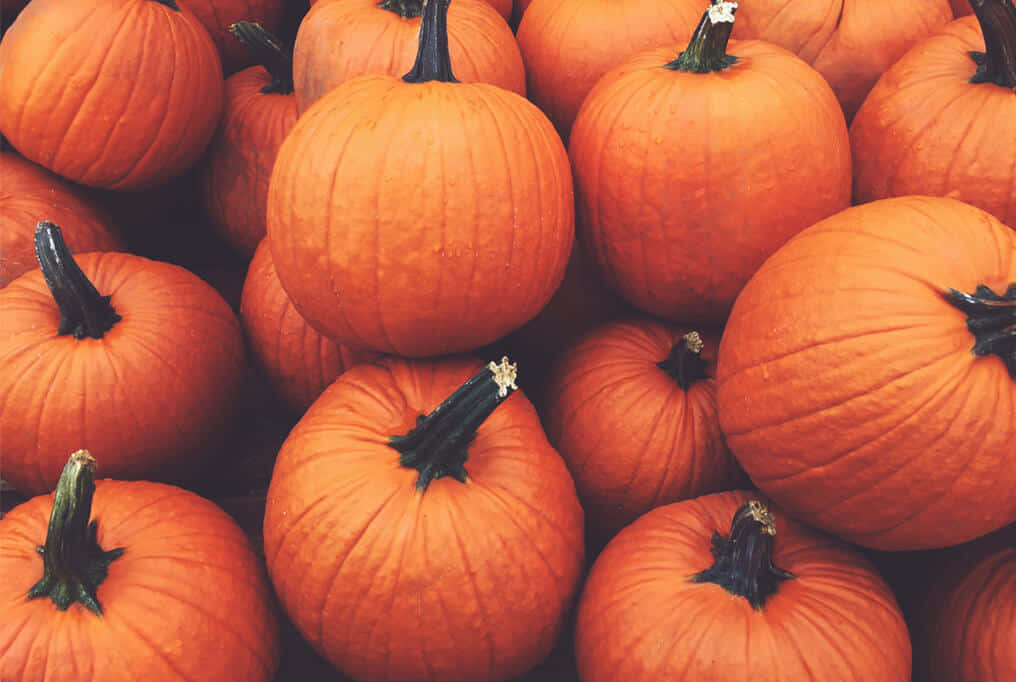 Vibrant Fall Pumpkins Arranged Beautifully Background