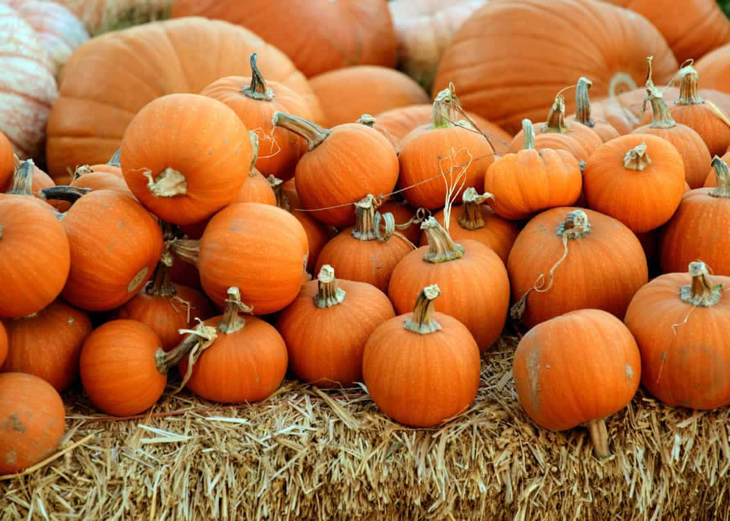 Vibrant Fall Pumpkins At A Charming Farm Background