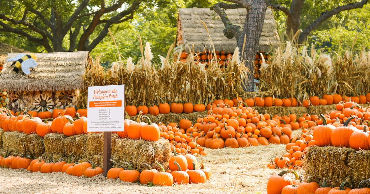 Vibrant Fall Pumpkins Display Background