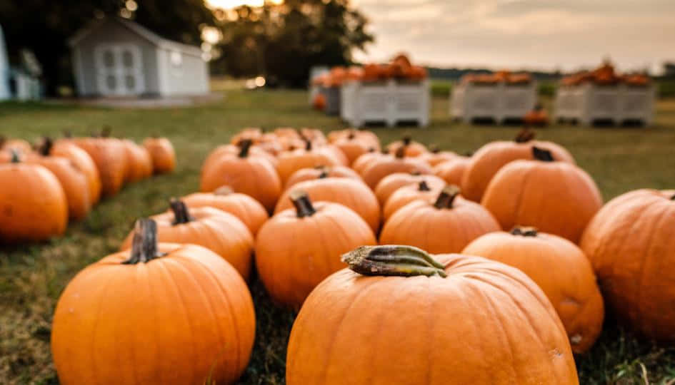 Vibrant Fall Pumpkins Display Background