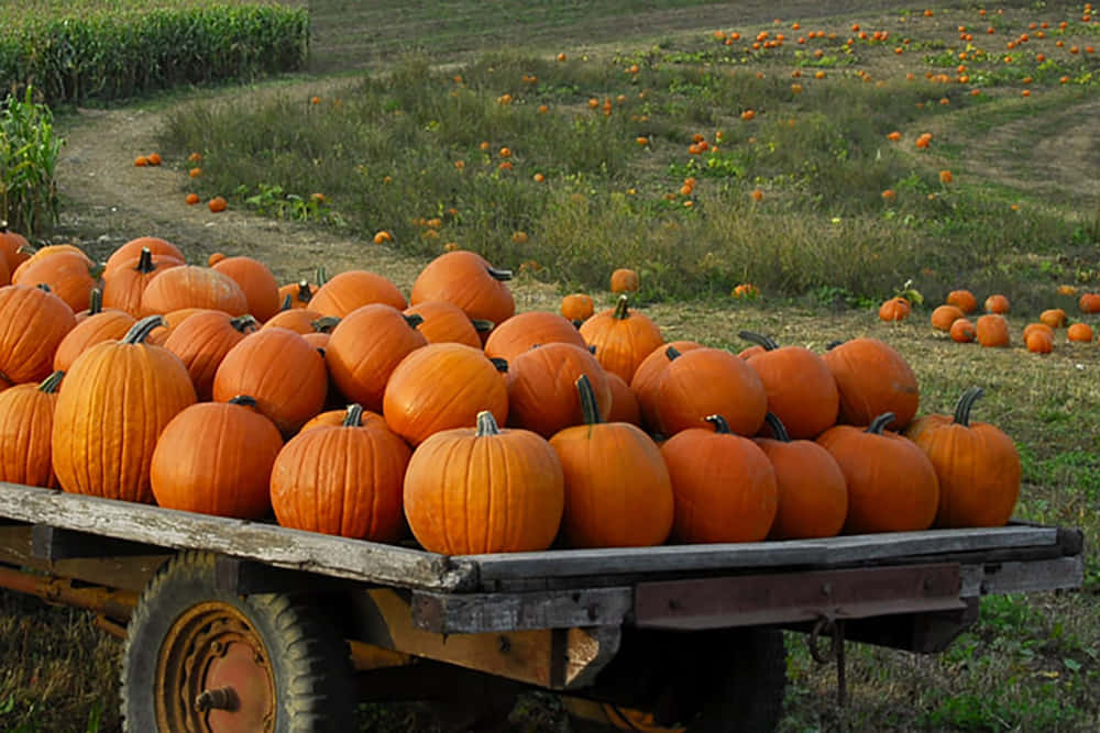 Vibrant Fall Pumpkins Display Background