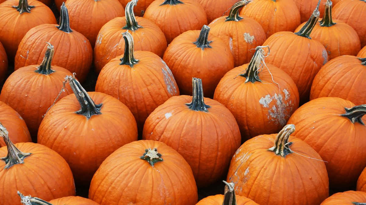 Vibrant Fall Pumpkins Display Background