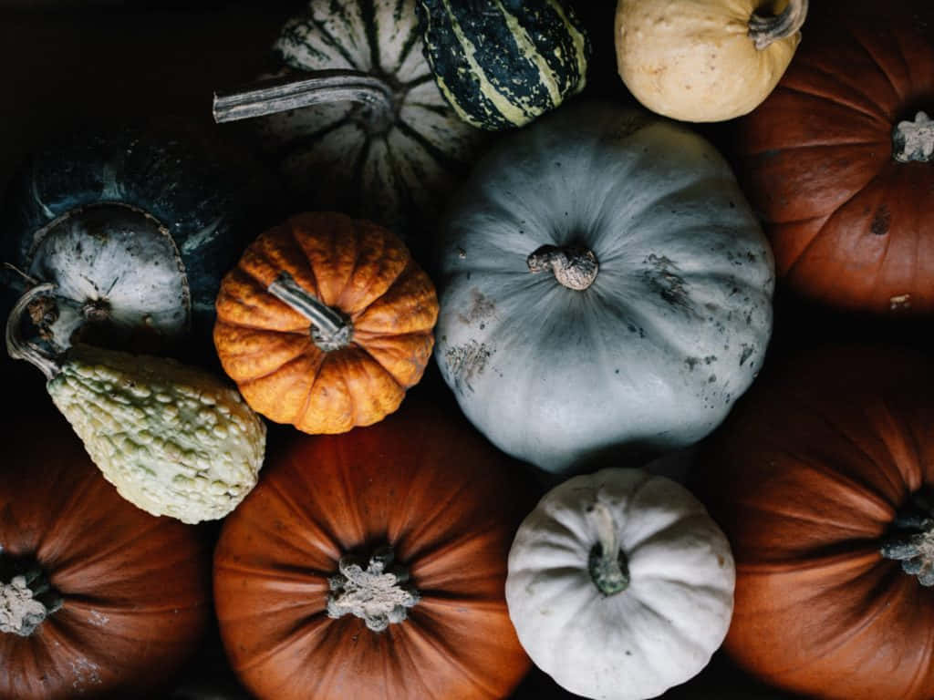 Vibrant Fall Pumpkins Display Background