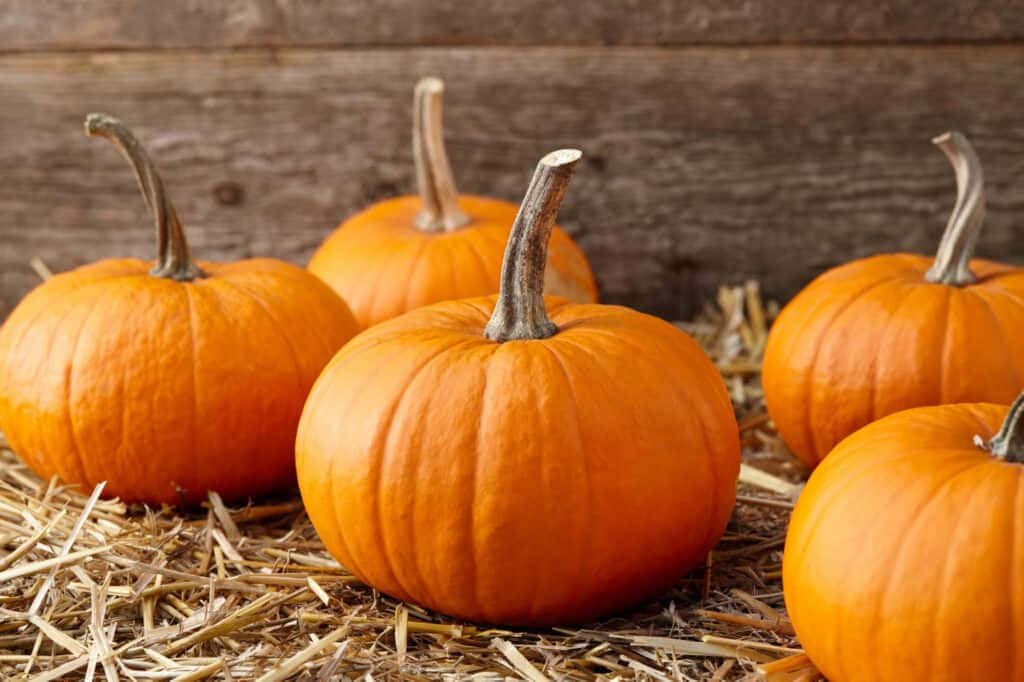 Vibrant Fall Pumpkins Display Background