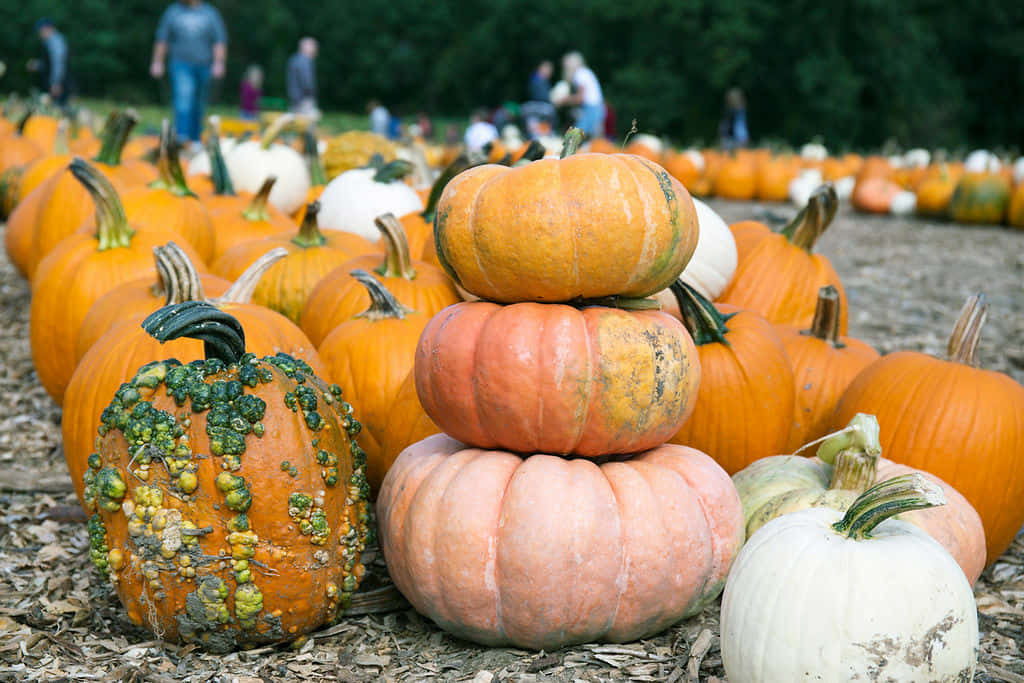 Vibrant Fall Pumpkins In A Rustic Outdoor Setting Background