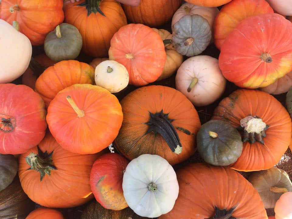 Vibrant Fall Pumpkins On Rustic Wooden Background Background