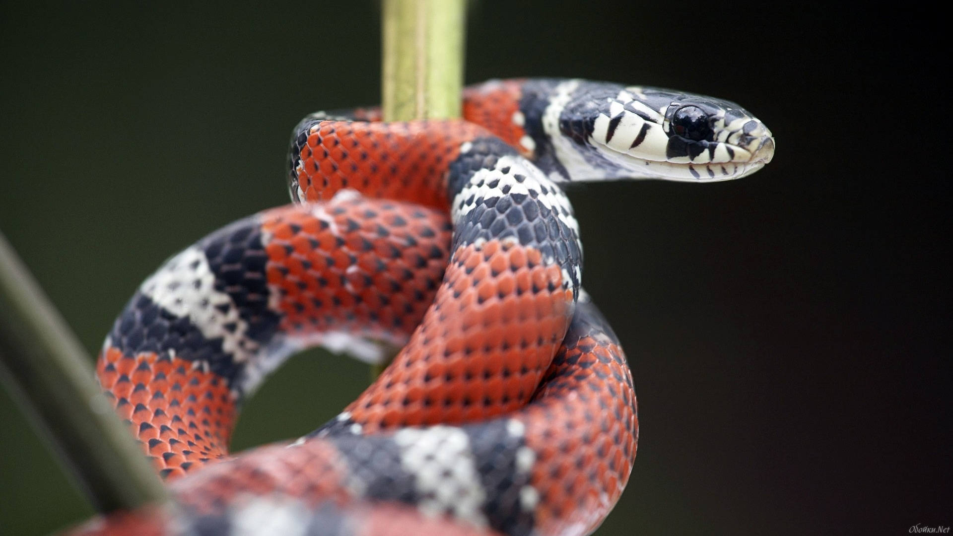 Vibrant False Coral Snake Coiled On A Green Stem Background