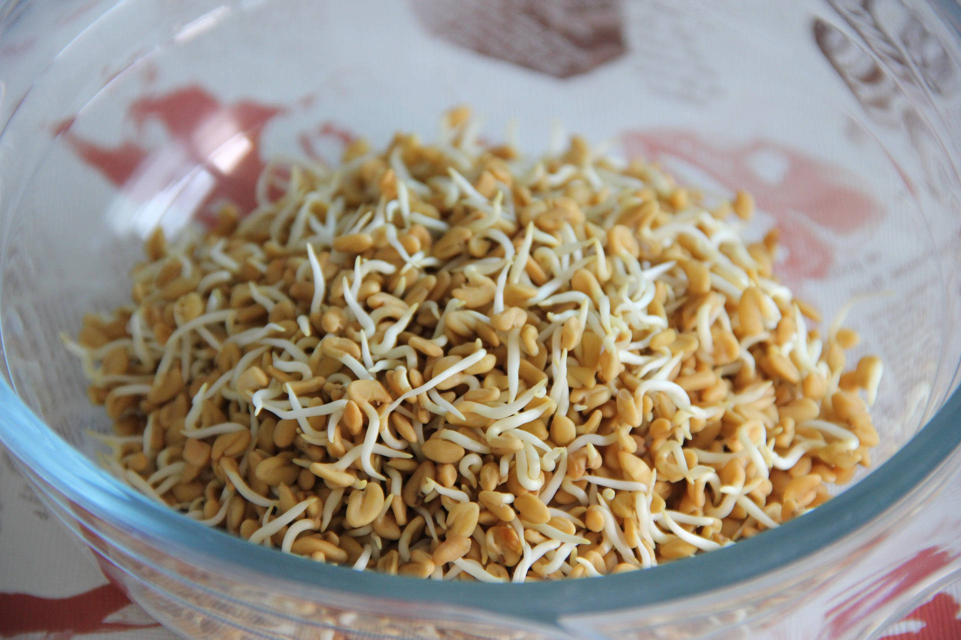 Vibrant Fenugreek Plant Sprouts Growing In A Glass Bowl