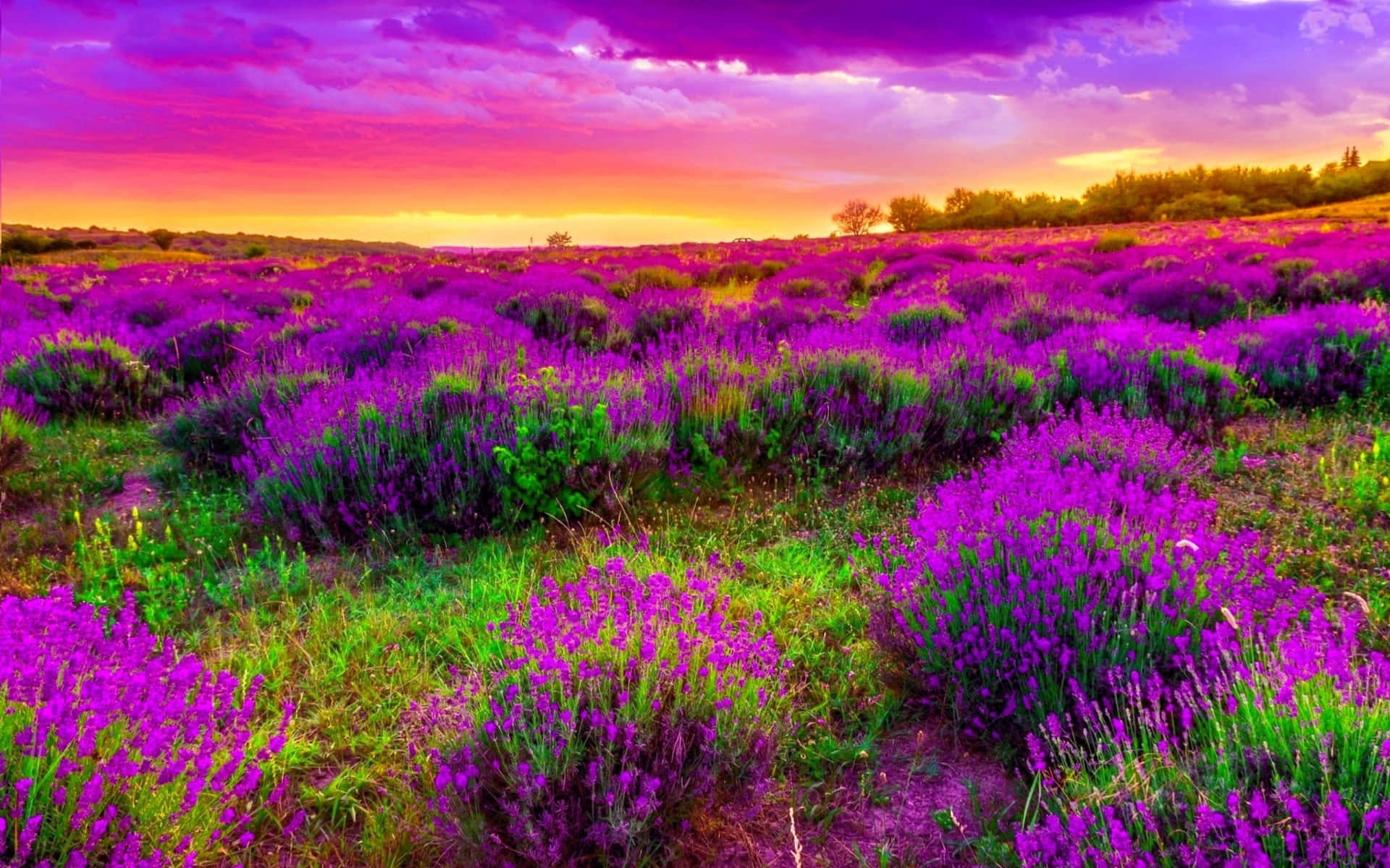 Vibrant Field Of Lavender Blooms Background