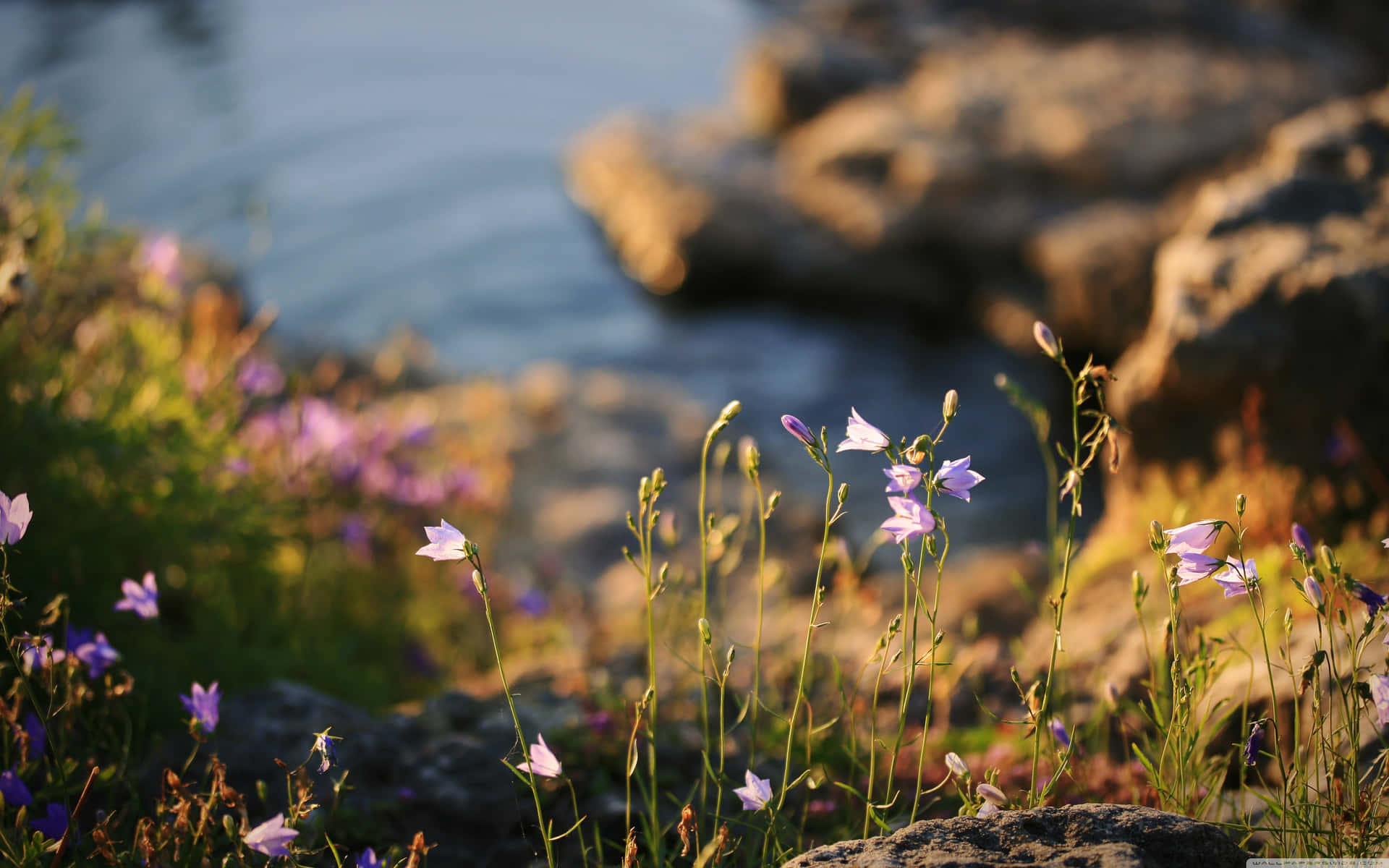 Vibrant Field Of Wildflowers Bursting With Breathtaking Colors