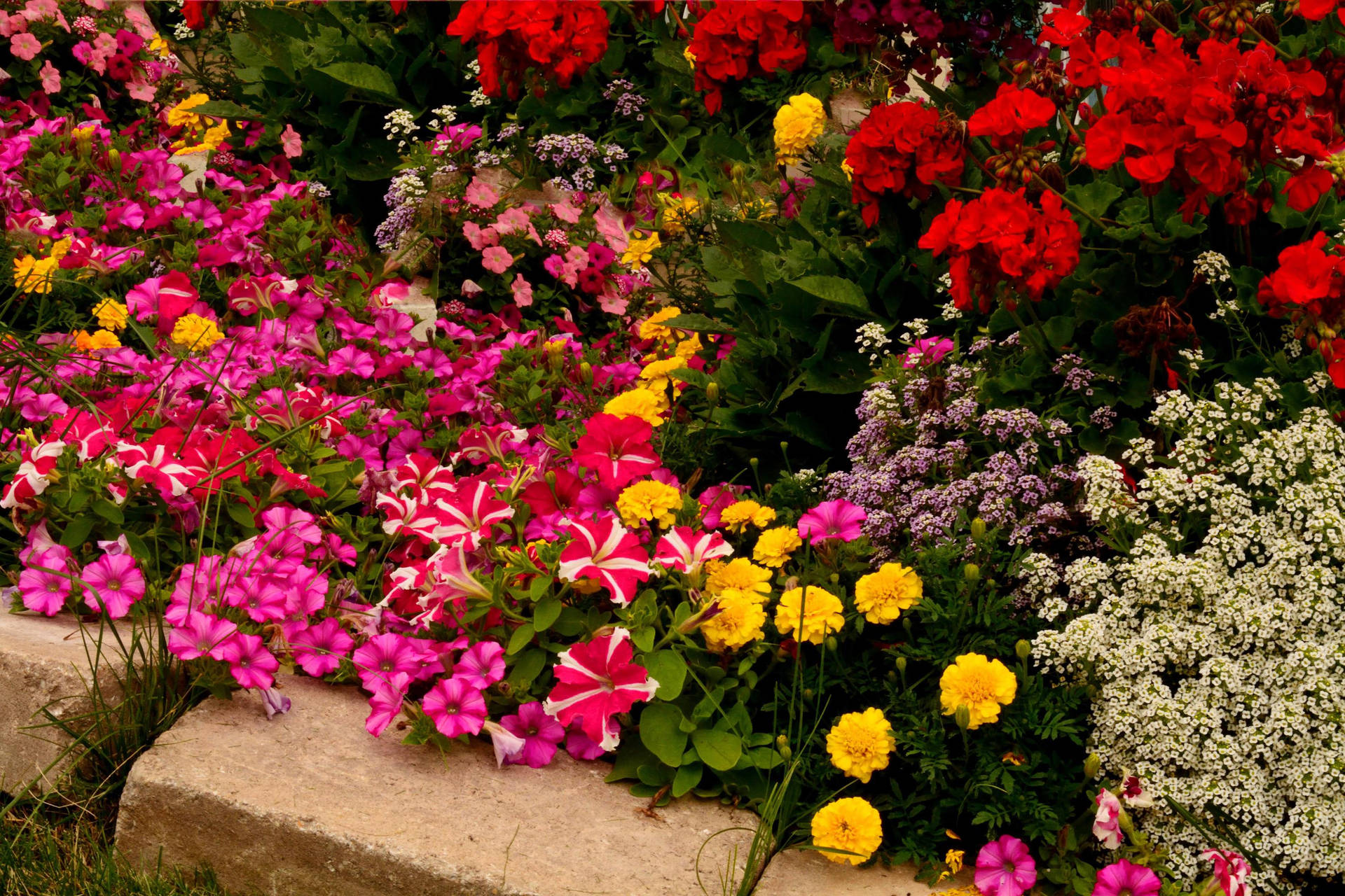 Vibrant Flower Garden Background