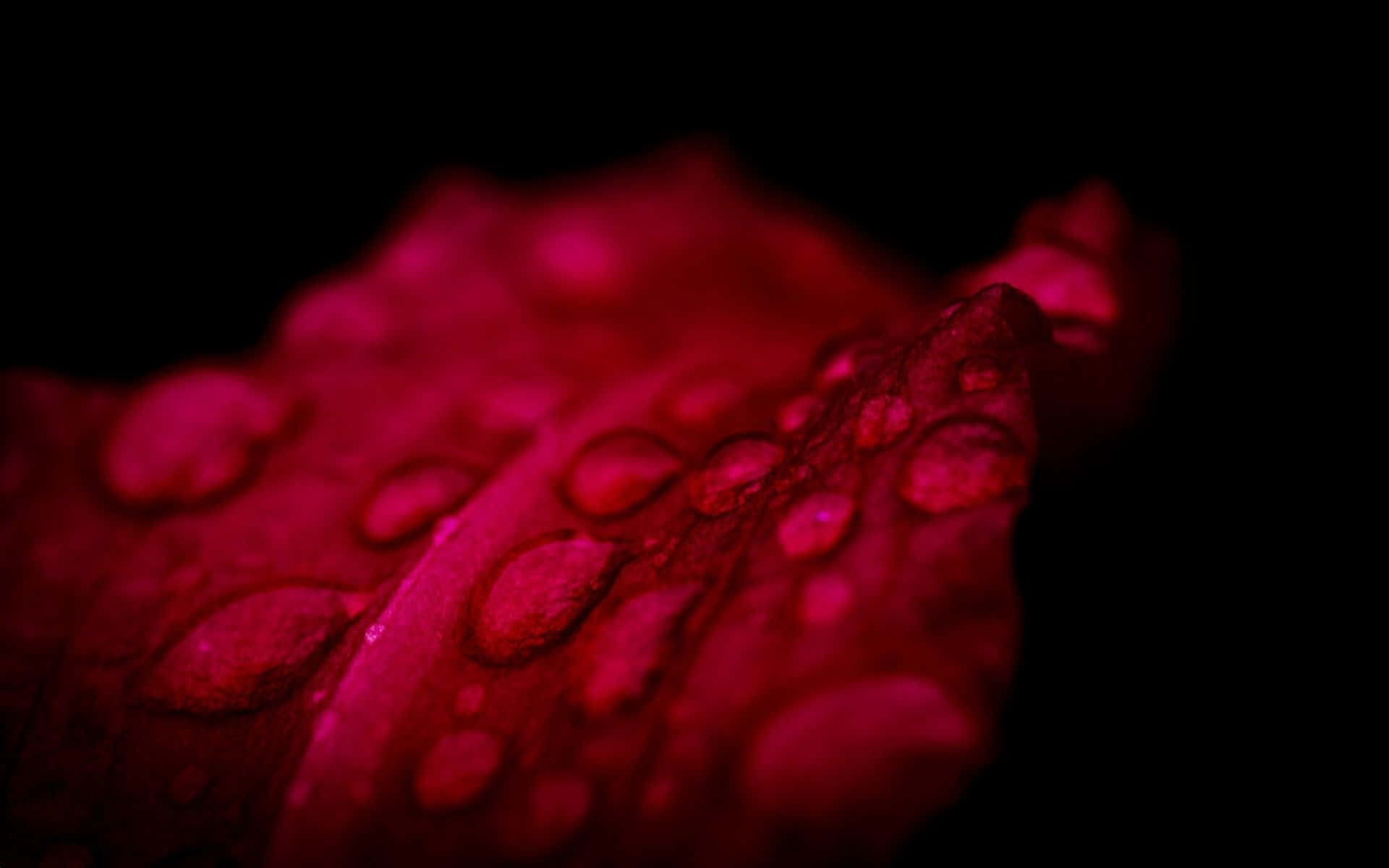 Vibrant Flowers Against A Dark Background Background