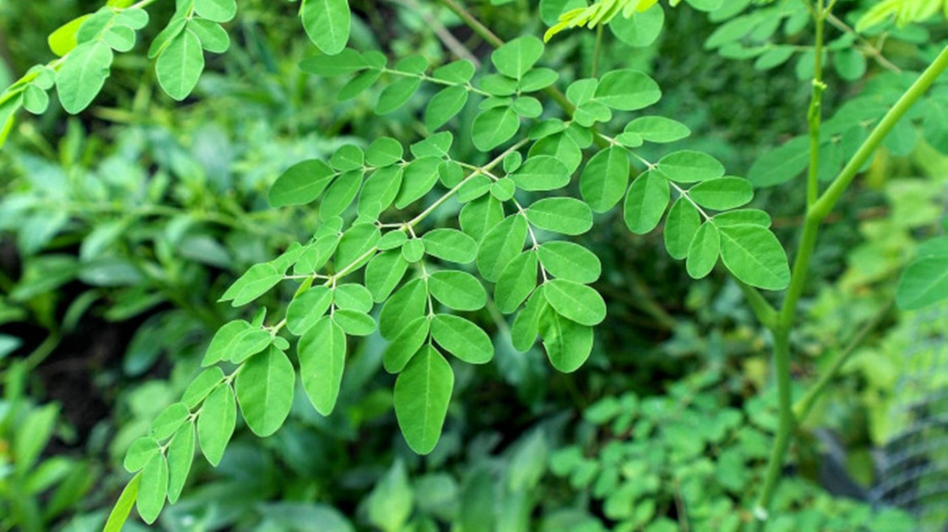 Vibrant Fresh Green Moringa Leaves Background