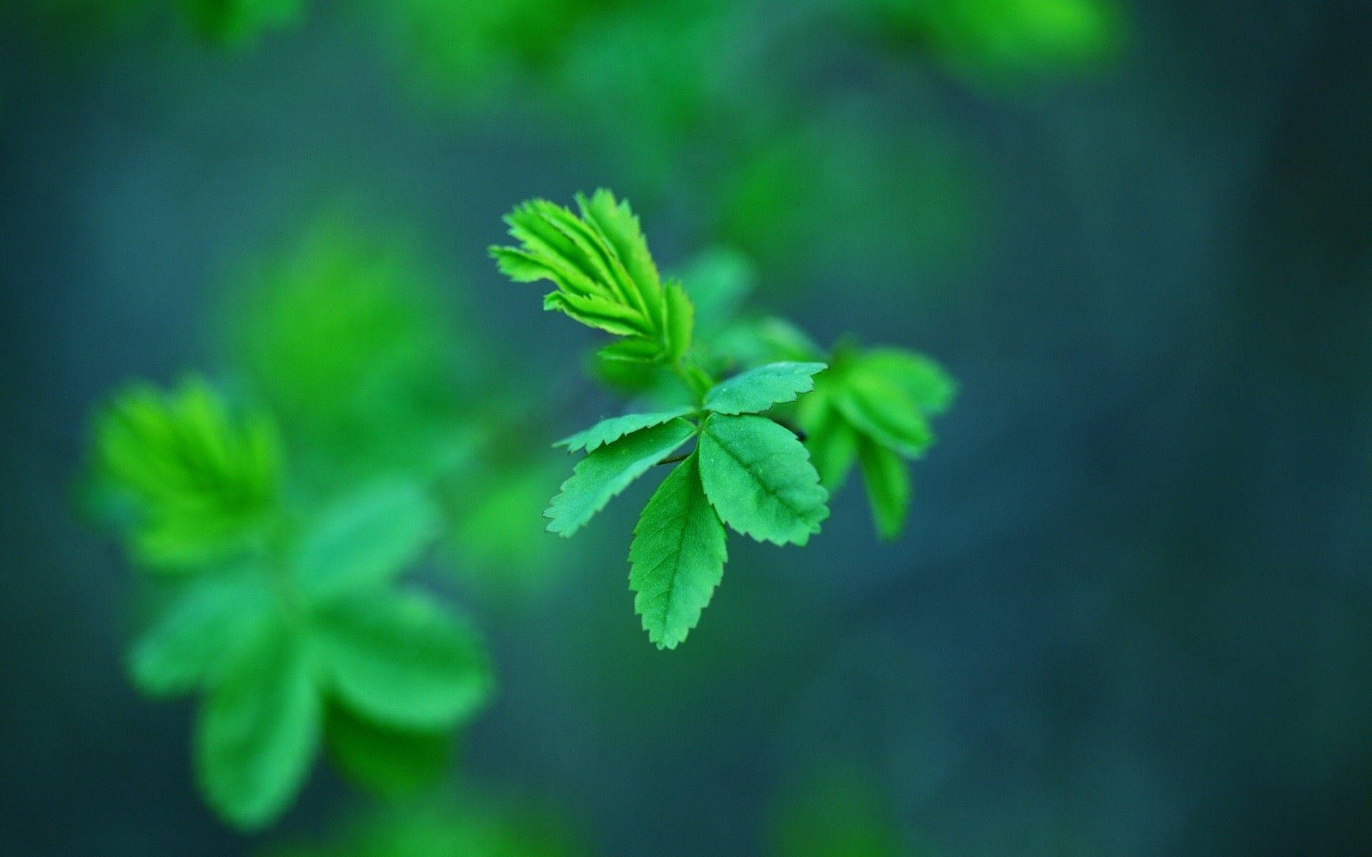 Vibrant Fresh Mint Leaves