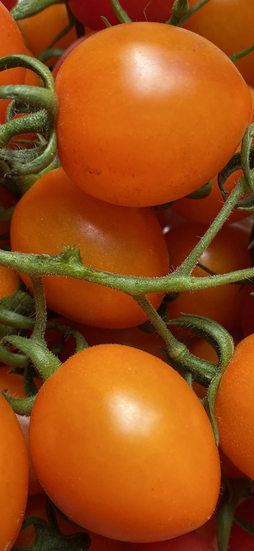 Vibrant Fresh Orange Tomatoes Up Close Background