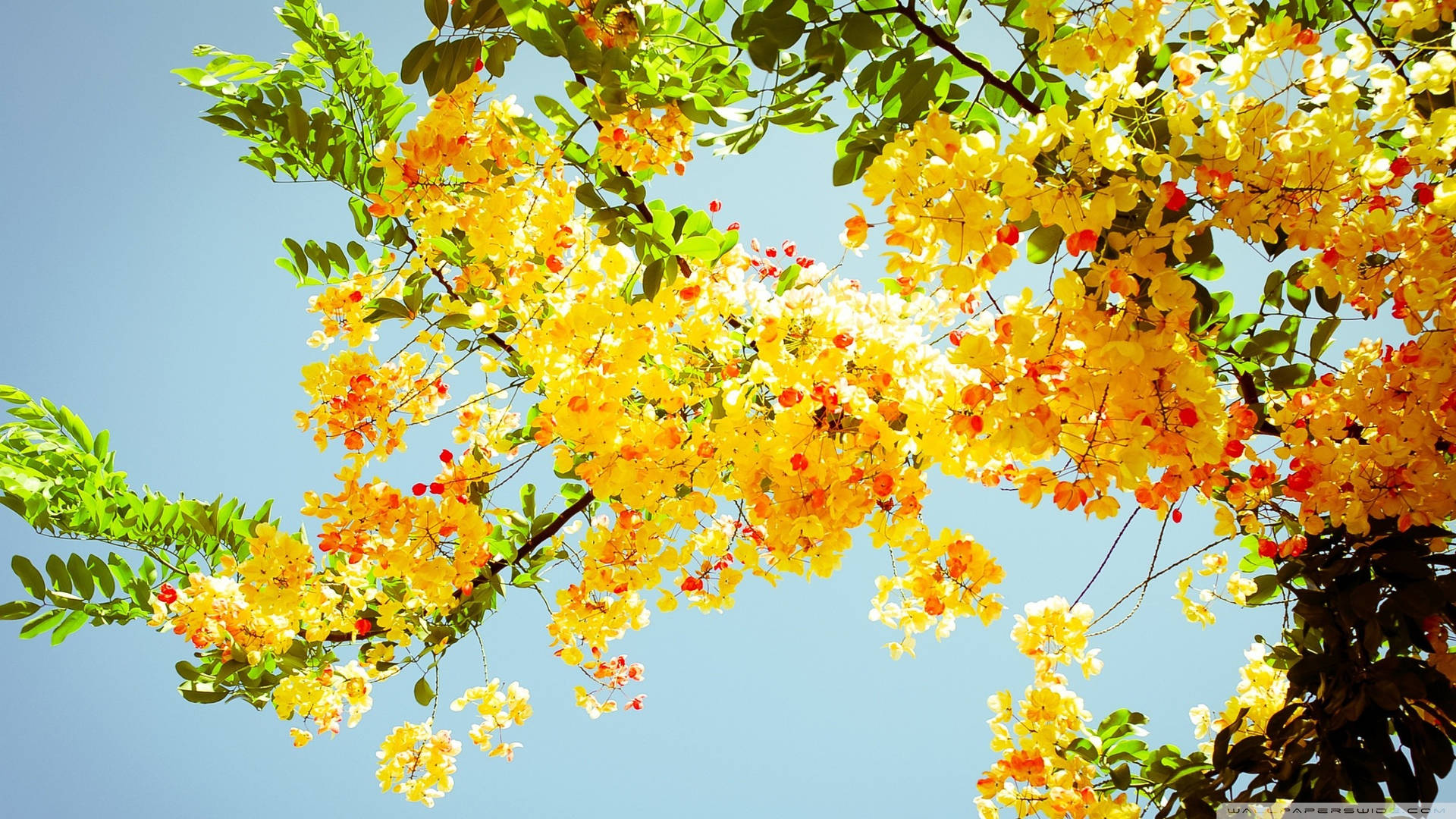 Vibrant Full Screen 4k Flowers On Cassia Tree Background