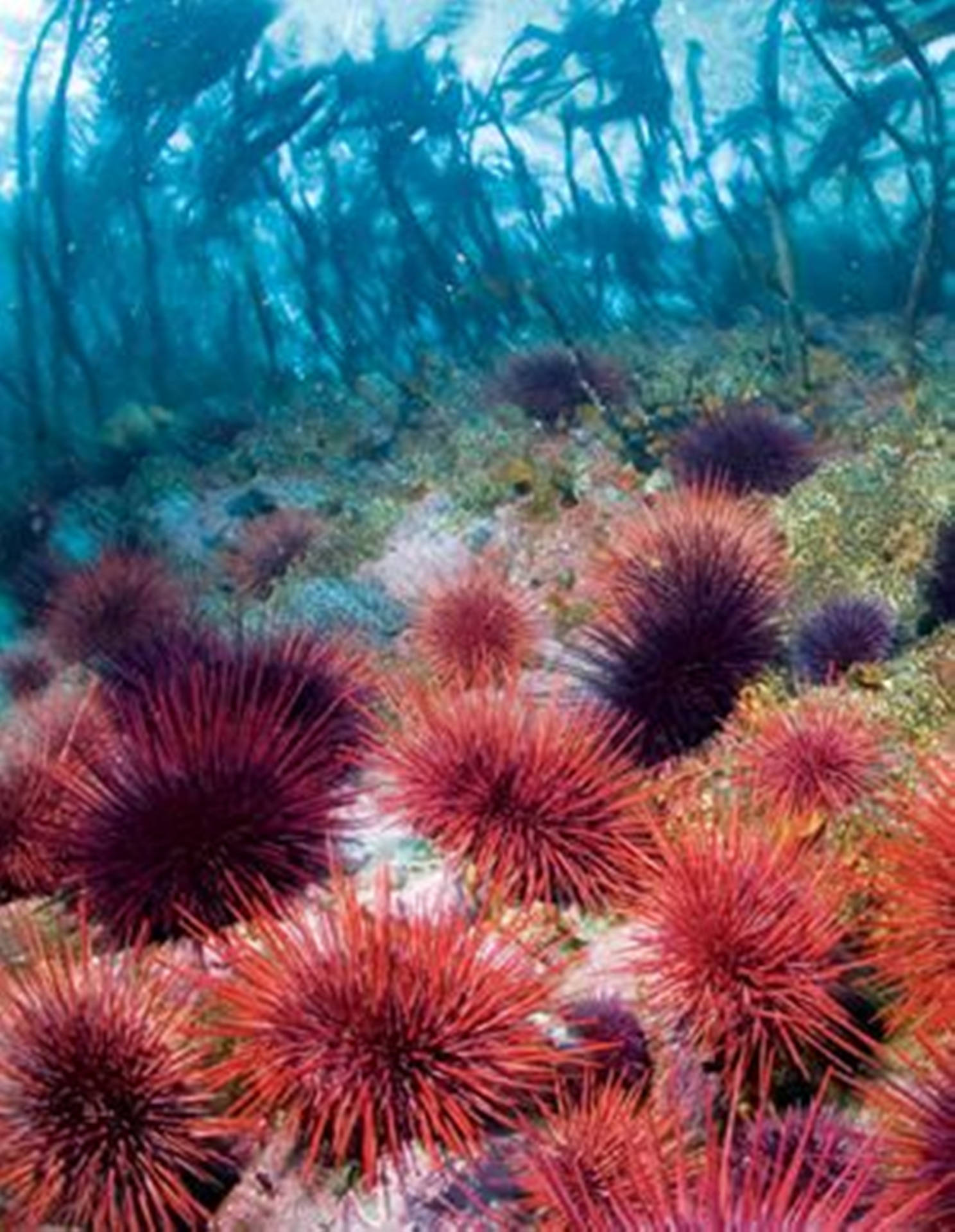 Vibrant Gathering Of Red Sea Urchins Background