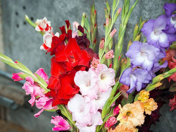 Vibrant Gladiolus Flowers In Full Bloom