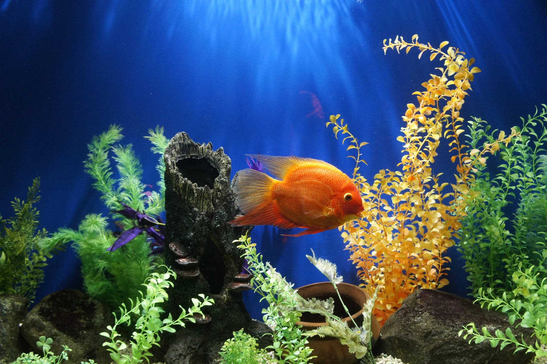 Vibrant Goldfish Aquarium Background