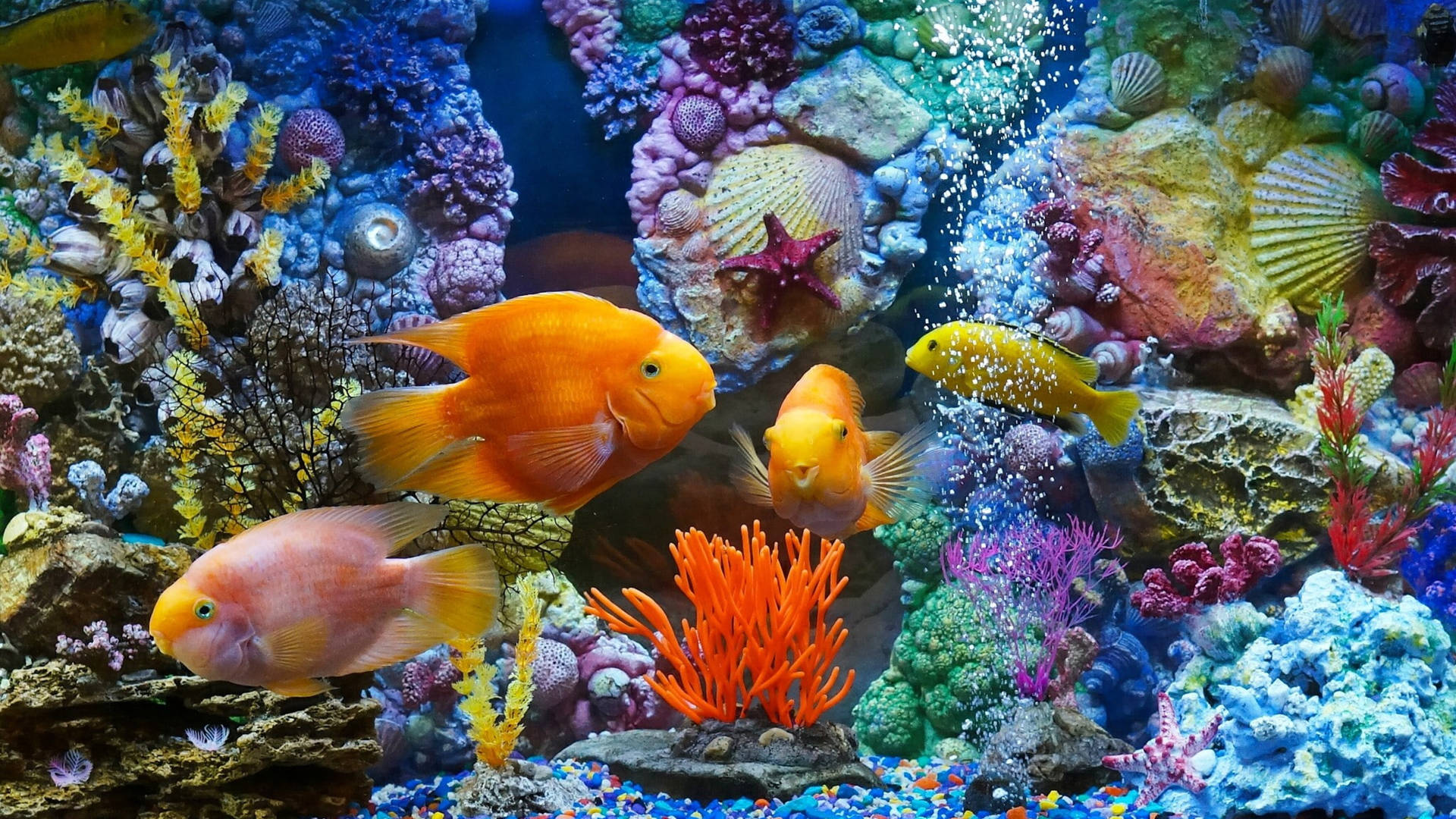 Vibrant Goldfish Aquarium Background