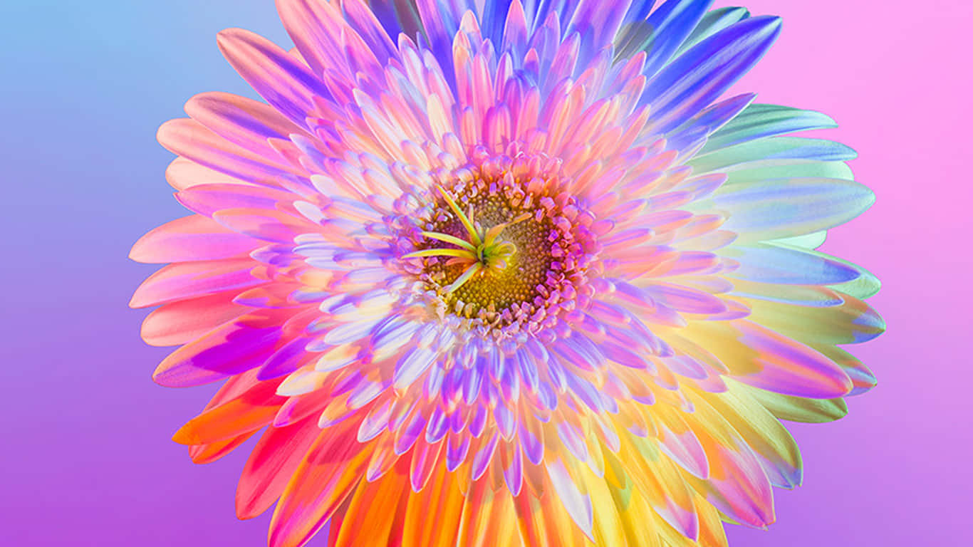 Vibrant Gradient Daisy.jpg Background