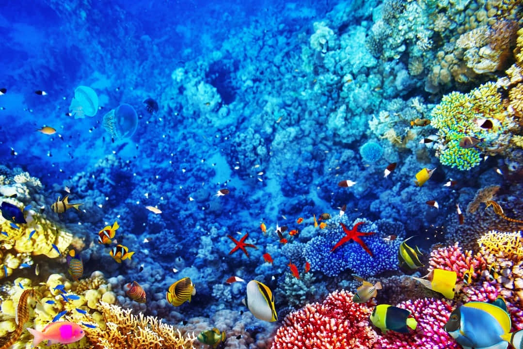 Vibrant_ Great_ Barrier_ Reef_ Marine_ Life Background