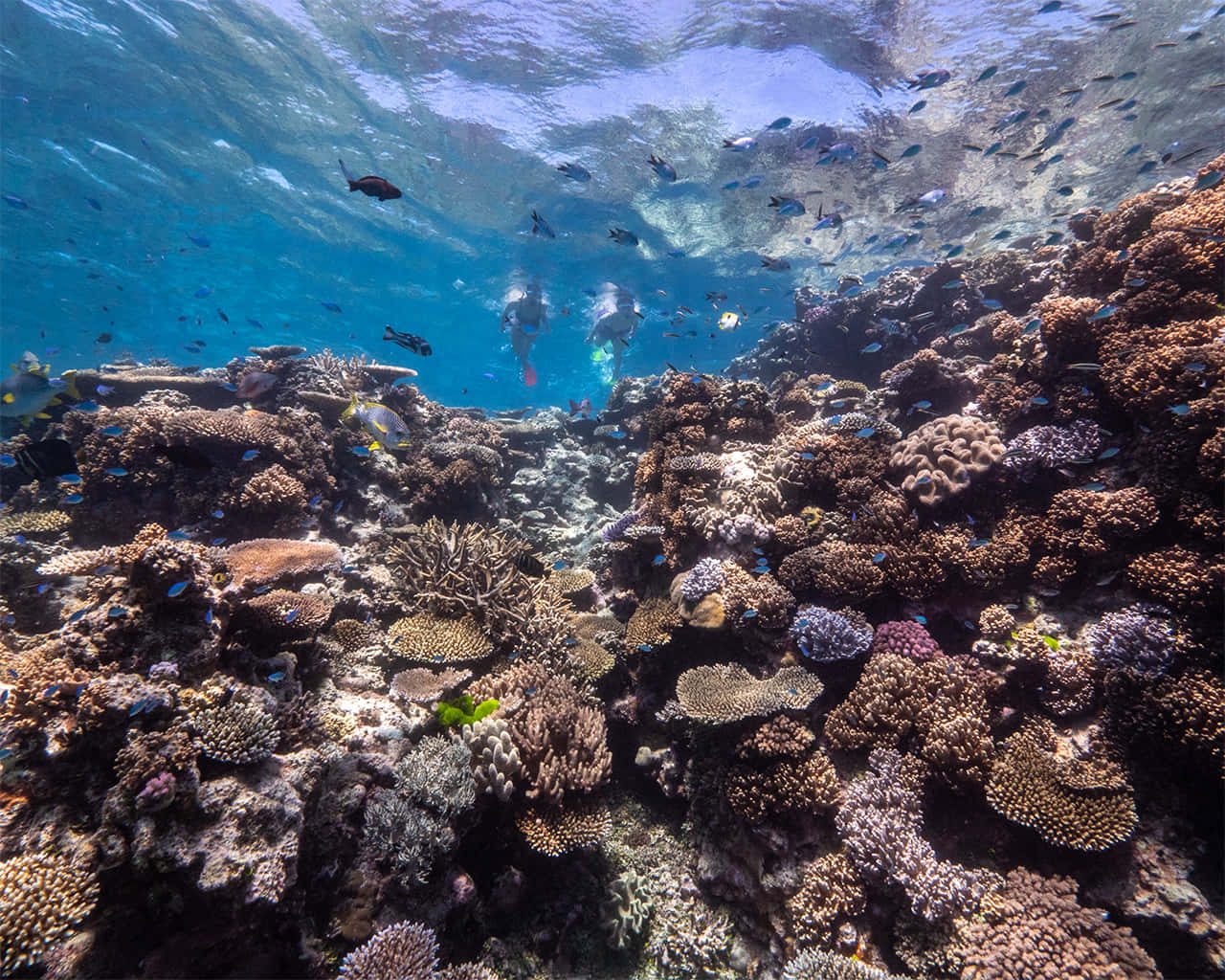 Vibrant_ Great_ Barrier_ Reef_ Underwater_ Scene