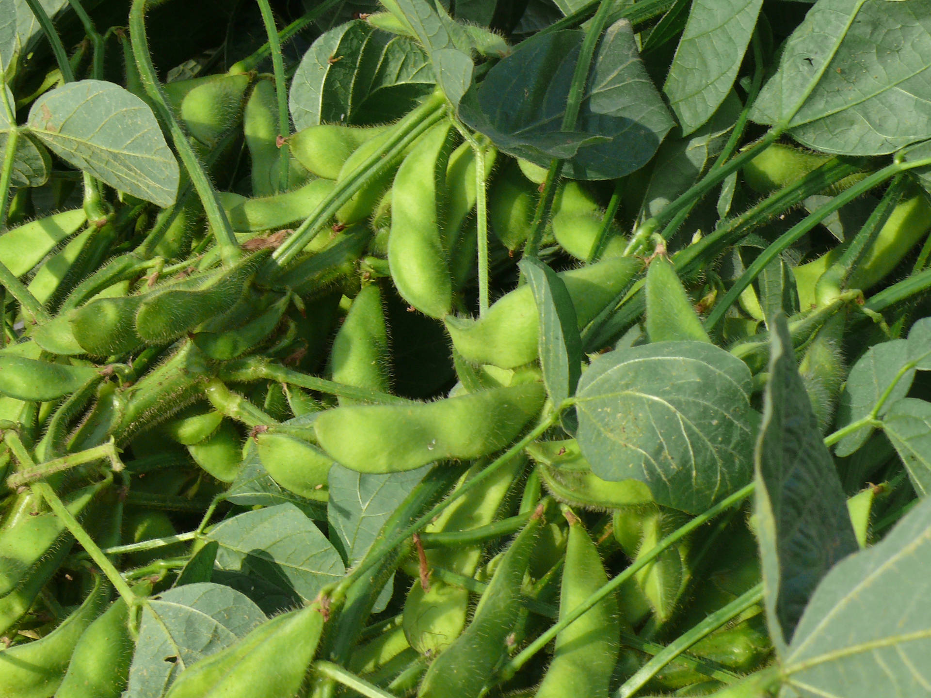 Vibrant Green Edamame Beans Thriving On The Plant Background