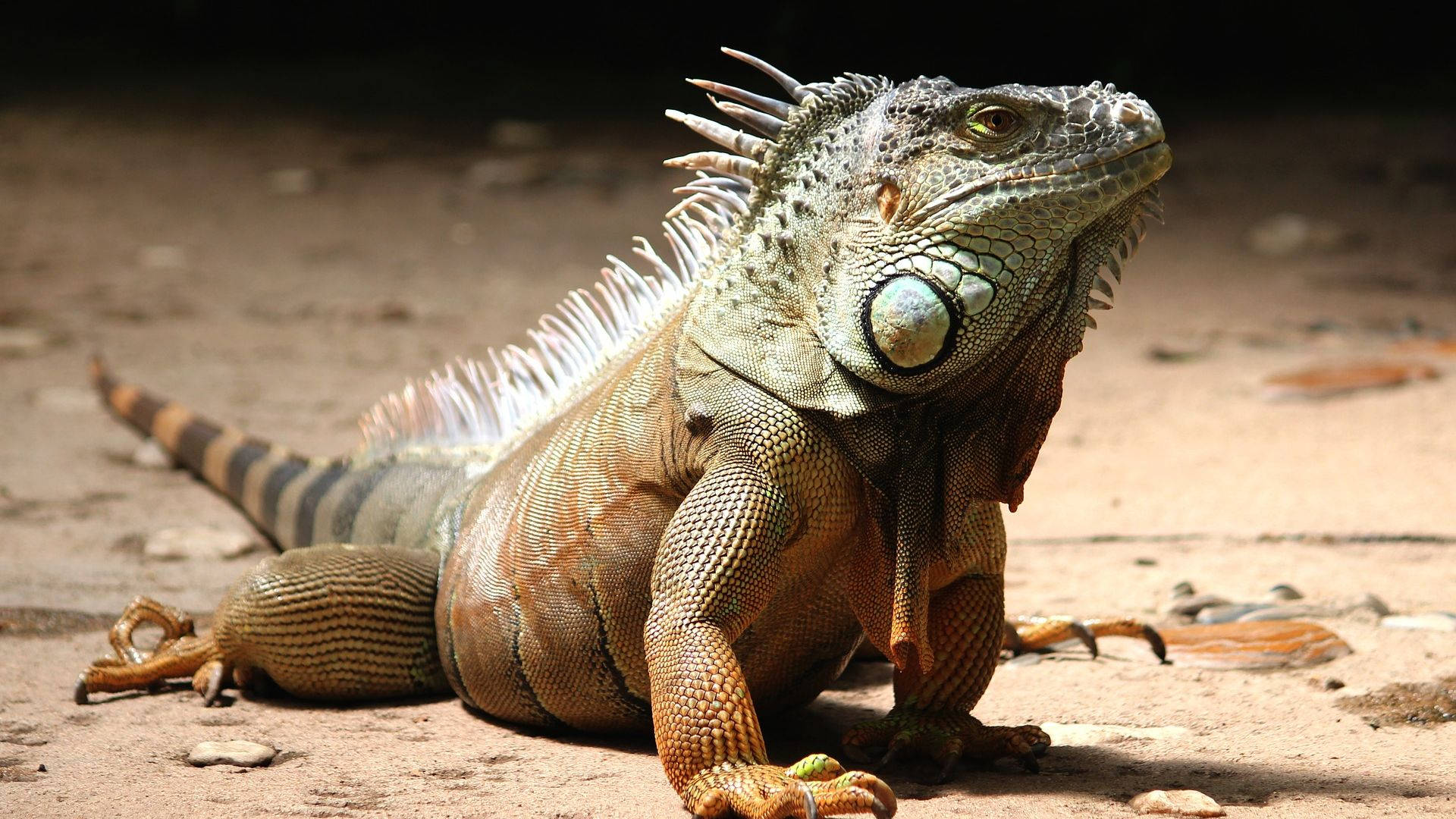 Vibrant Green Iguana Basking On Soil