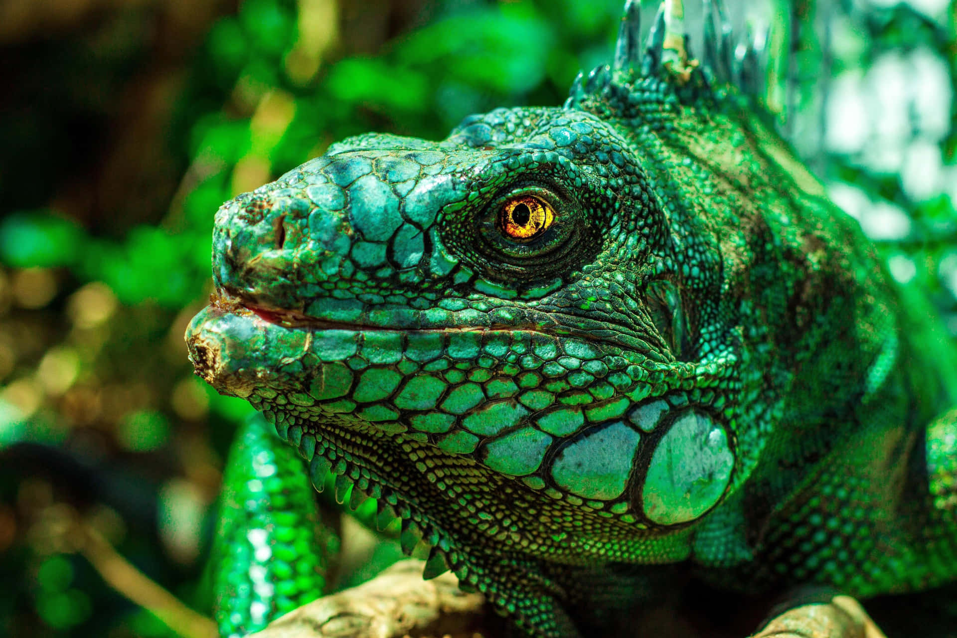 Vibrant Green Iguana Closeup.jpg