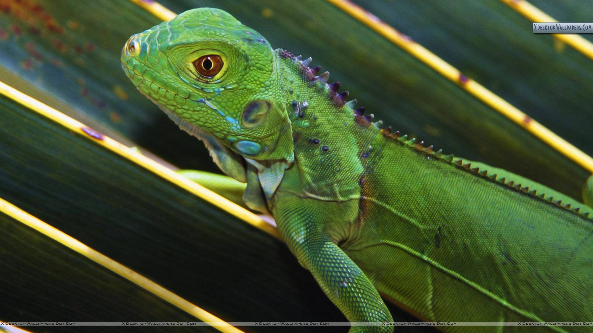 Vibrant Green Iguana Lounging In Its Natural Habitat Background