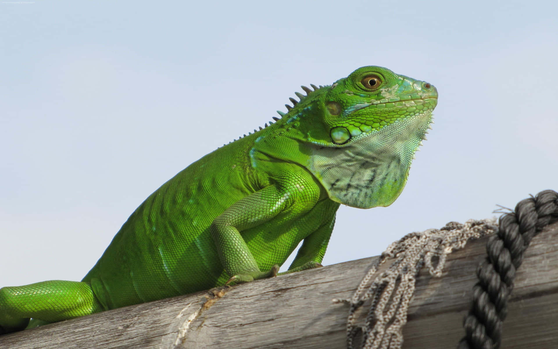 Vibrant Green Iguanaon Wooden Beam