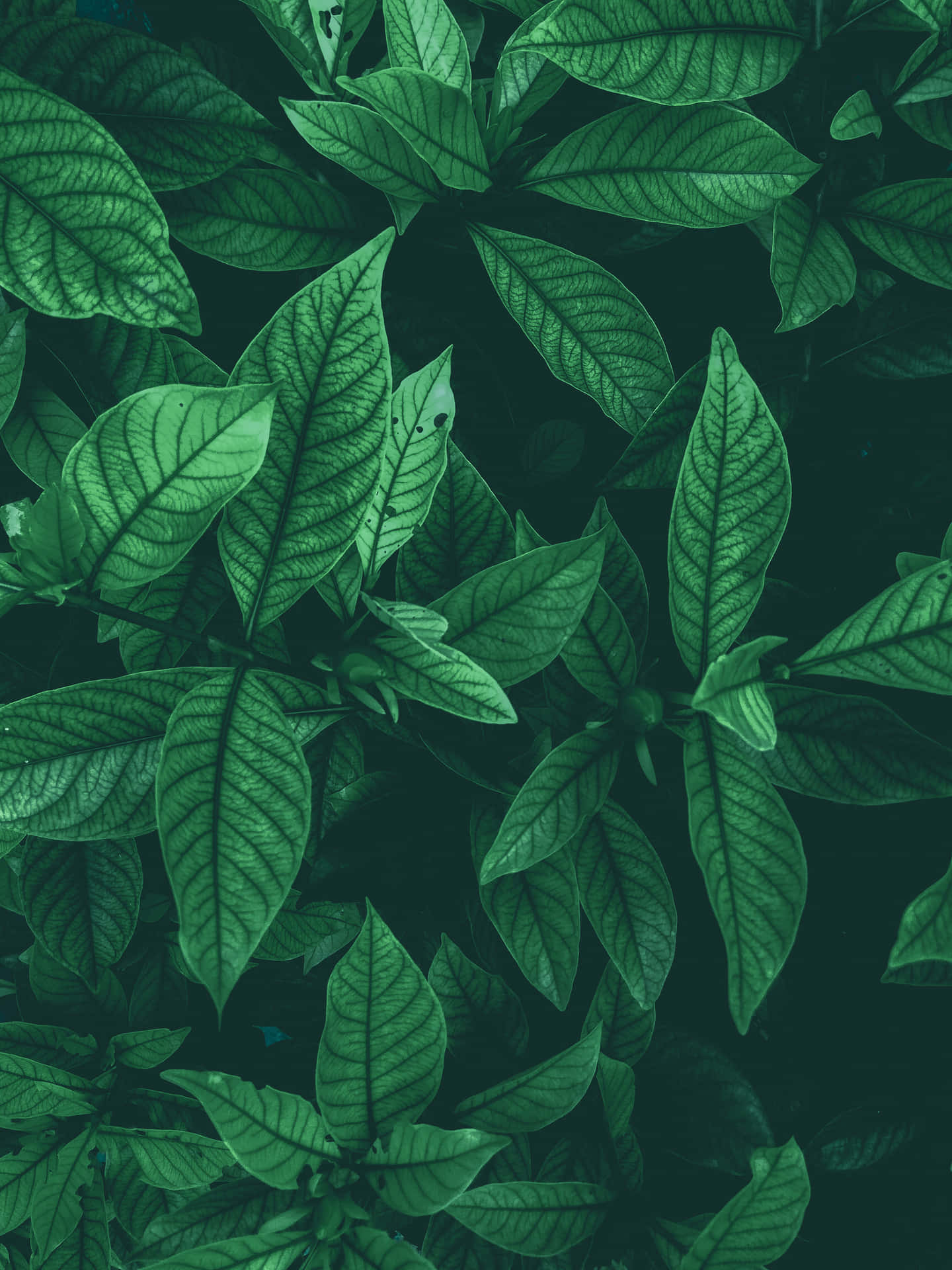 Vibrant Green Leaf Close-up Background