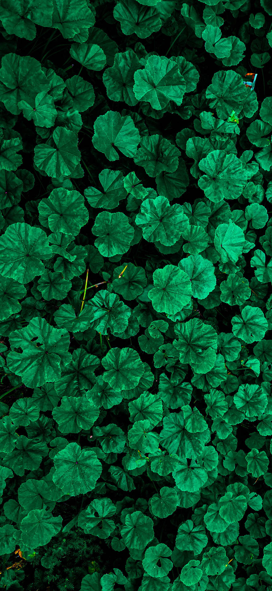 Vibrant Green Leaves Iphone X Nature Background