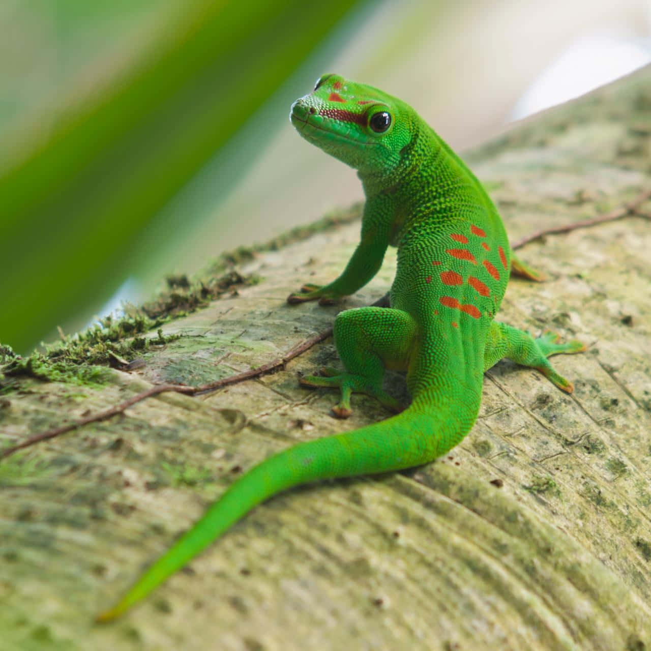 Vibrant Green Lizardon Log Background