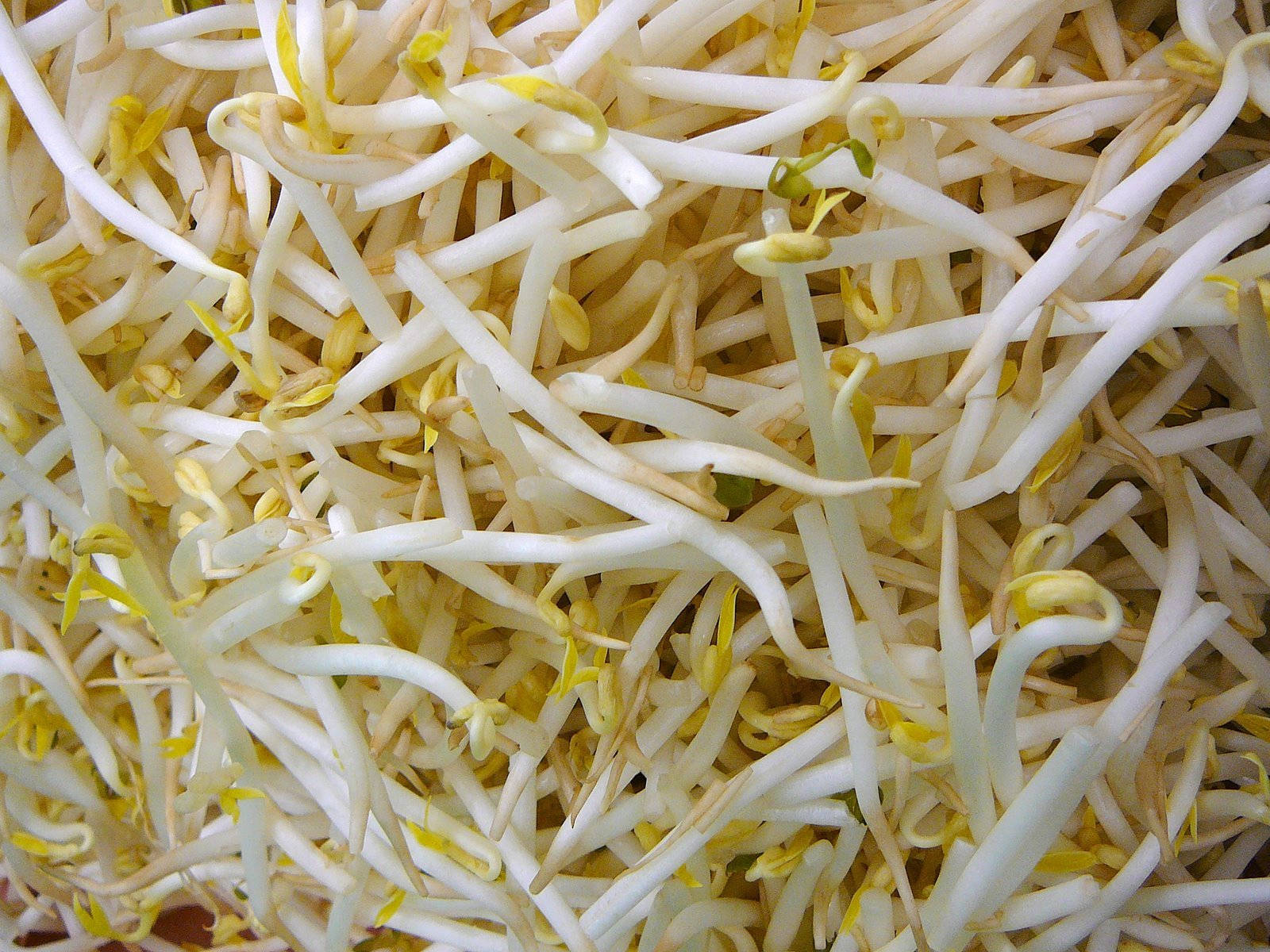 Vibrant Green Mung Bean Sprouts Background