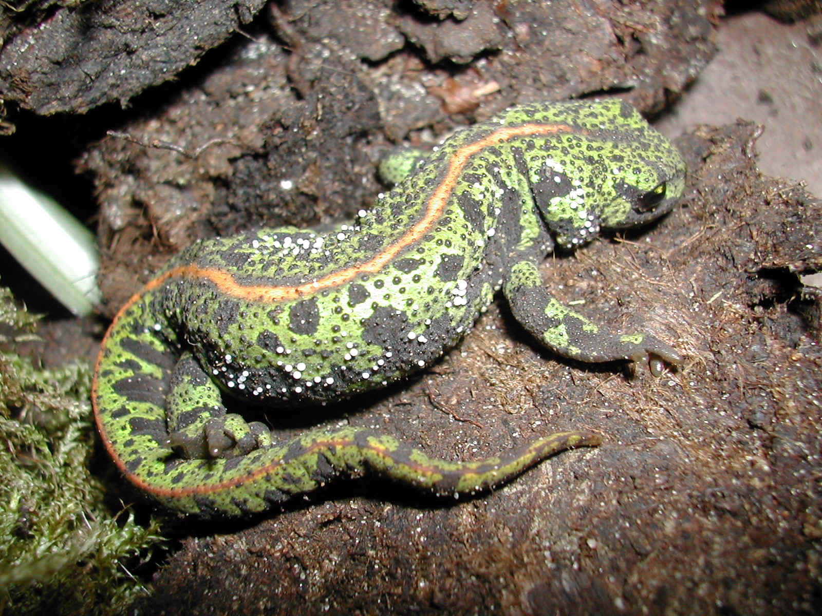 Vibrant Green Newton Bark.jpg Background