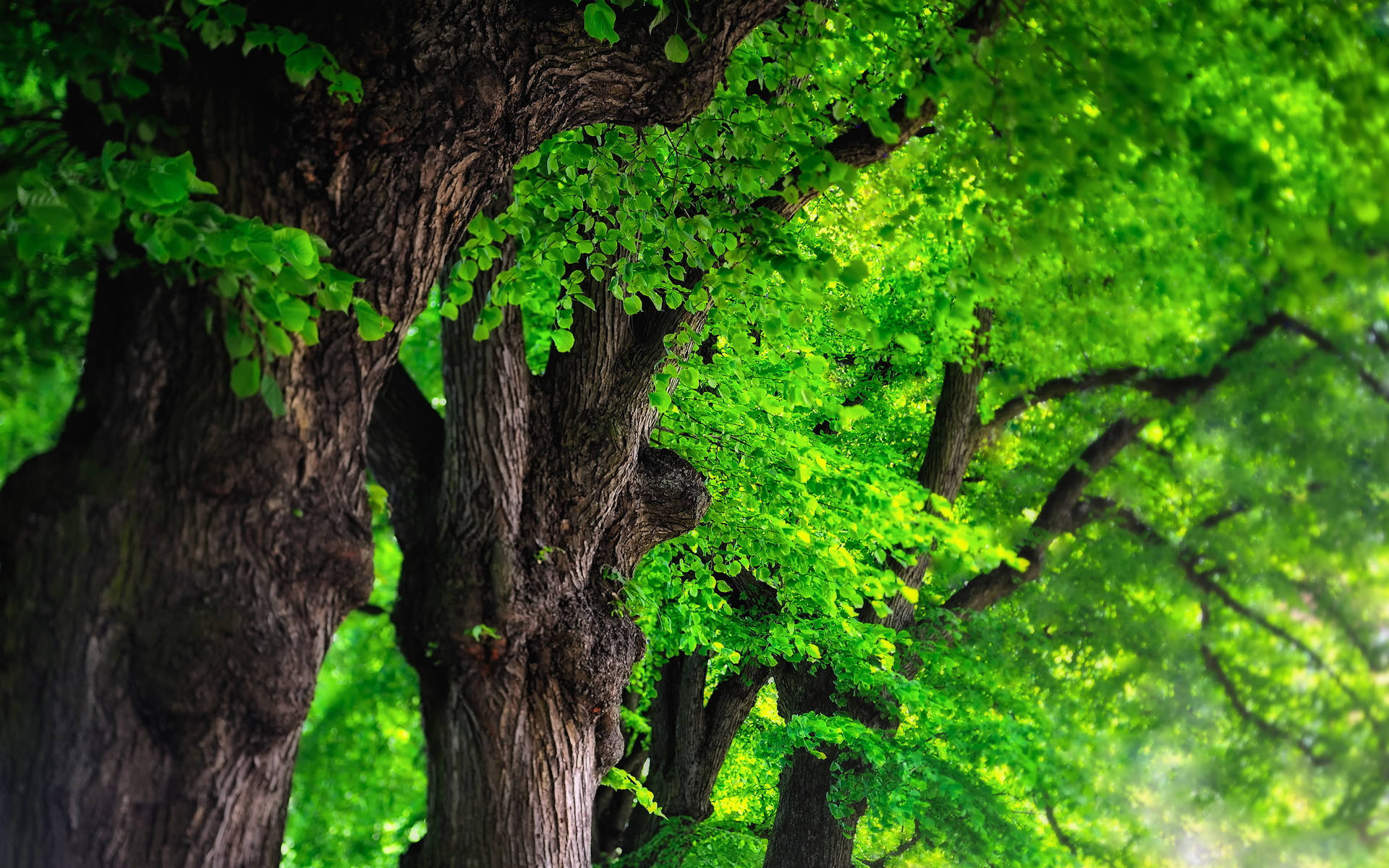 Vibrant Green Trees Background