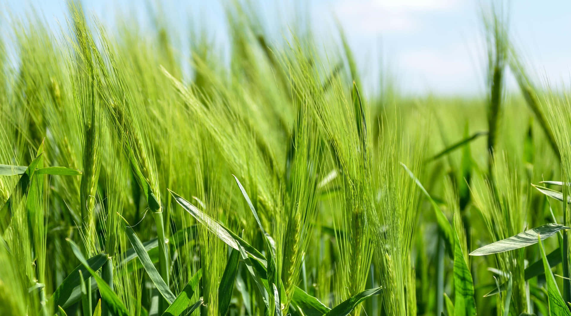 Vibrant Green Wheat Field Sunny Day Background