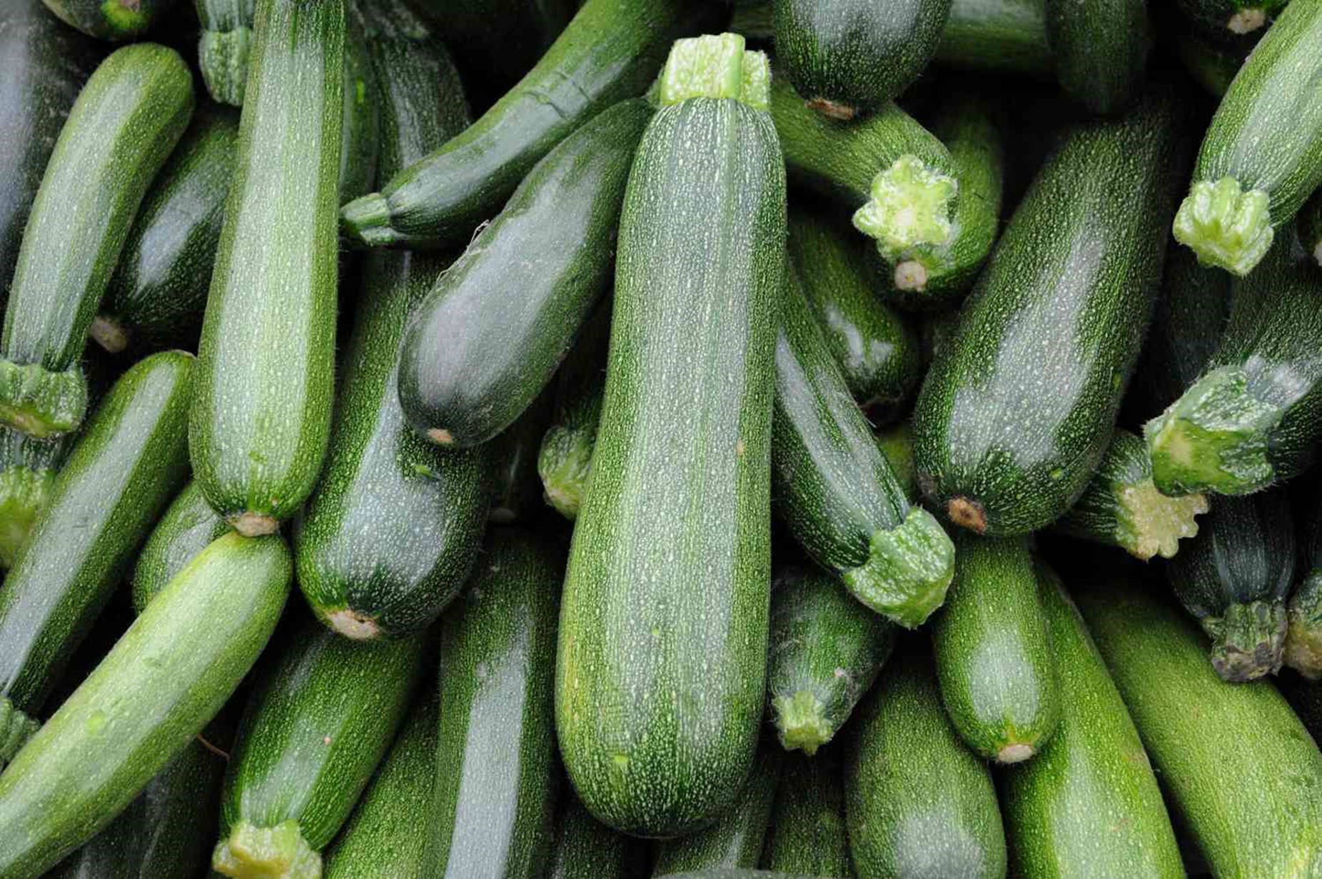 Vibrant Green Zucchini Growing In Gardens