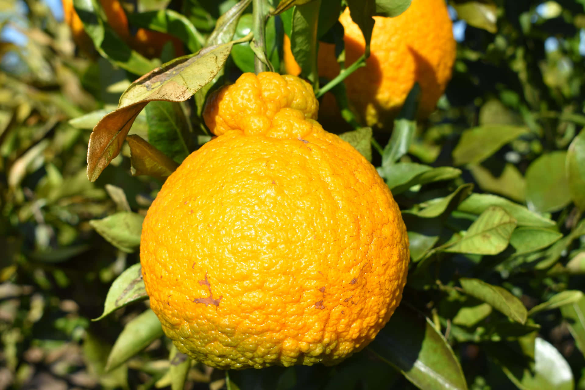 Vibrant Hanging Ugli Fruit Background