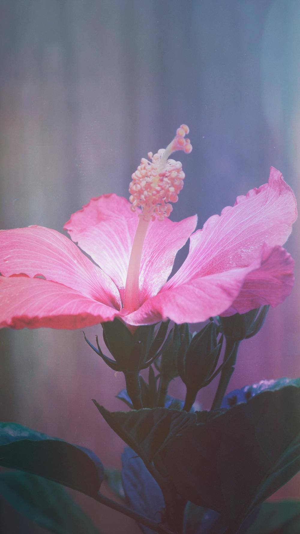 Vibrant Hibiscus Hawaiian Punch Bloom