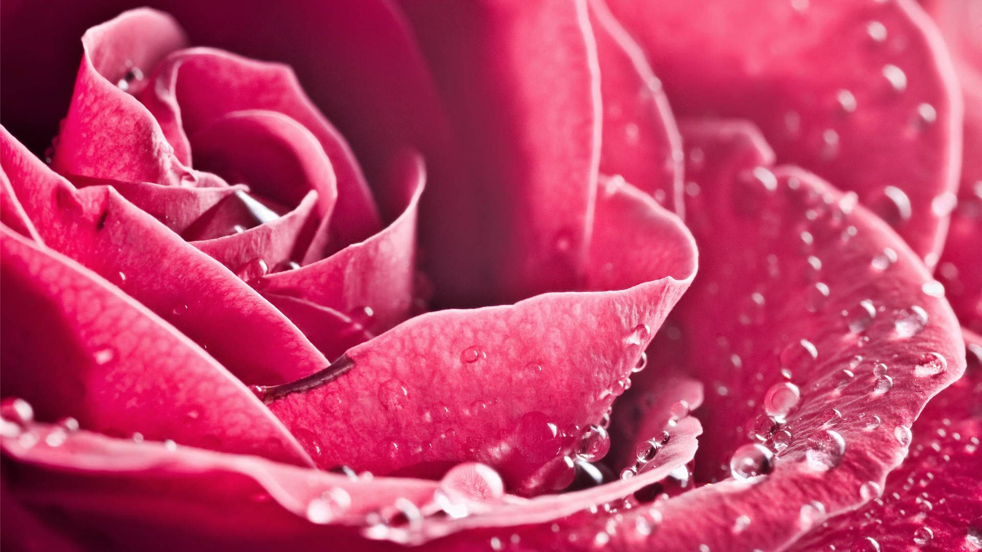 Vibrant Hot Pink Rose Bathed In Droplets Background