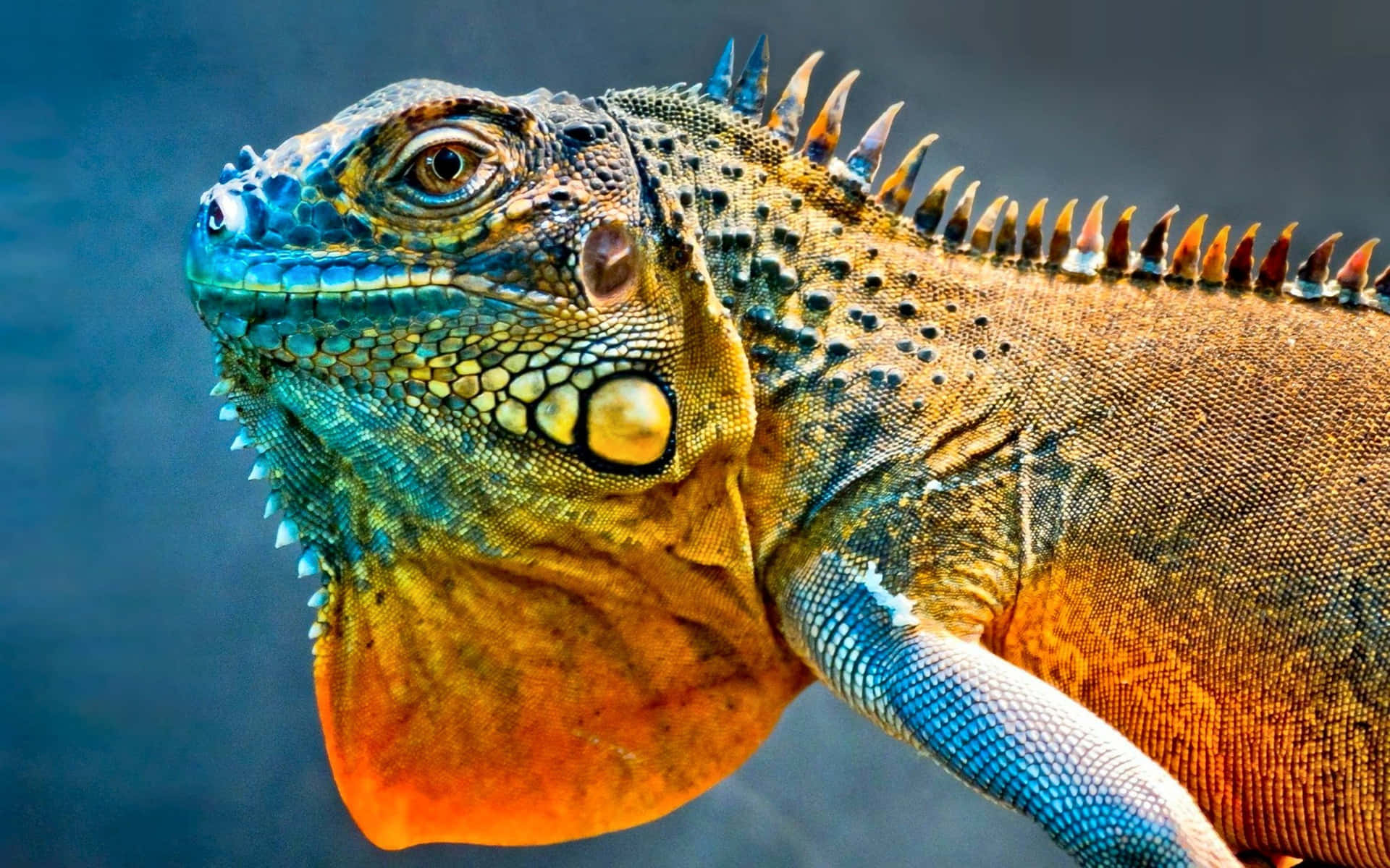 Vibrant Iguana Close Up