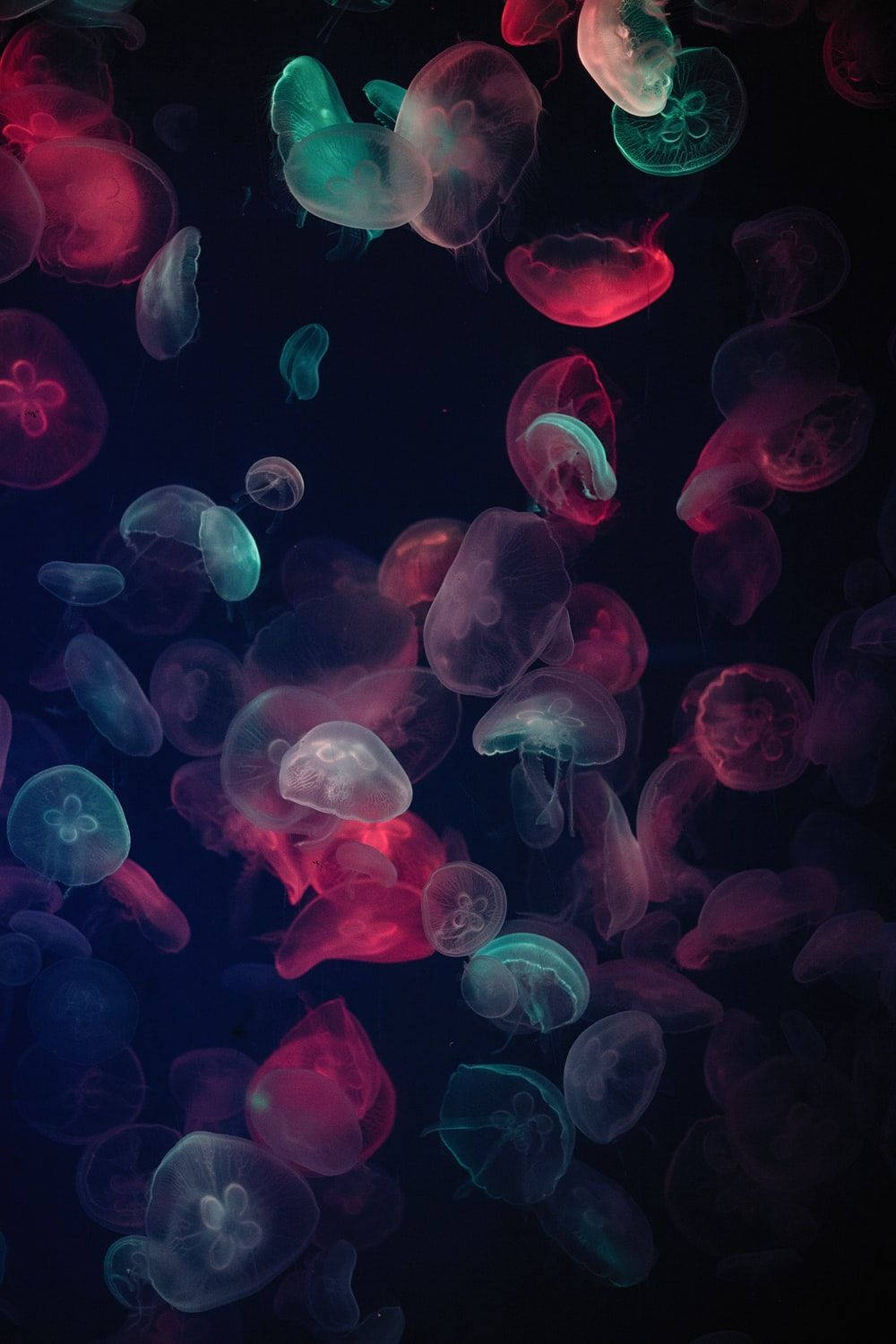 Vibrant Jellyfish Photography Background