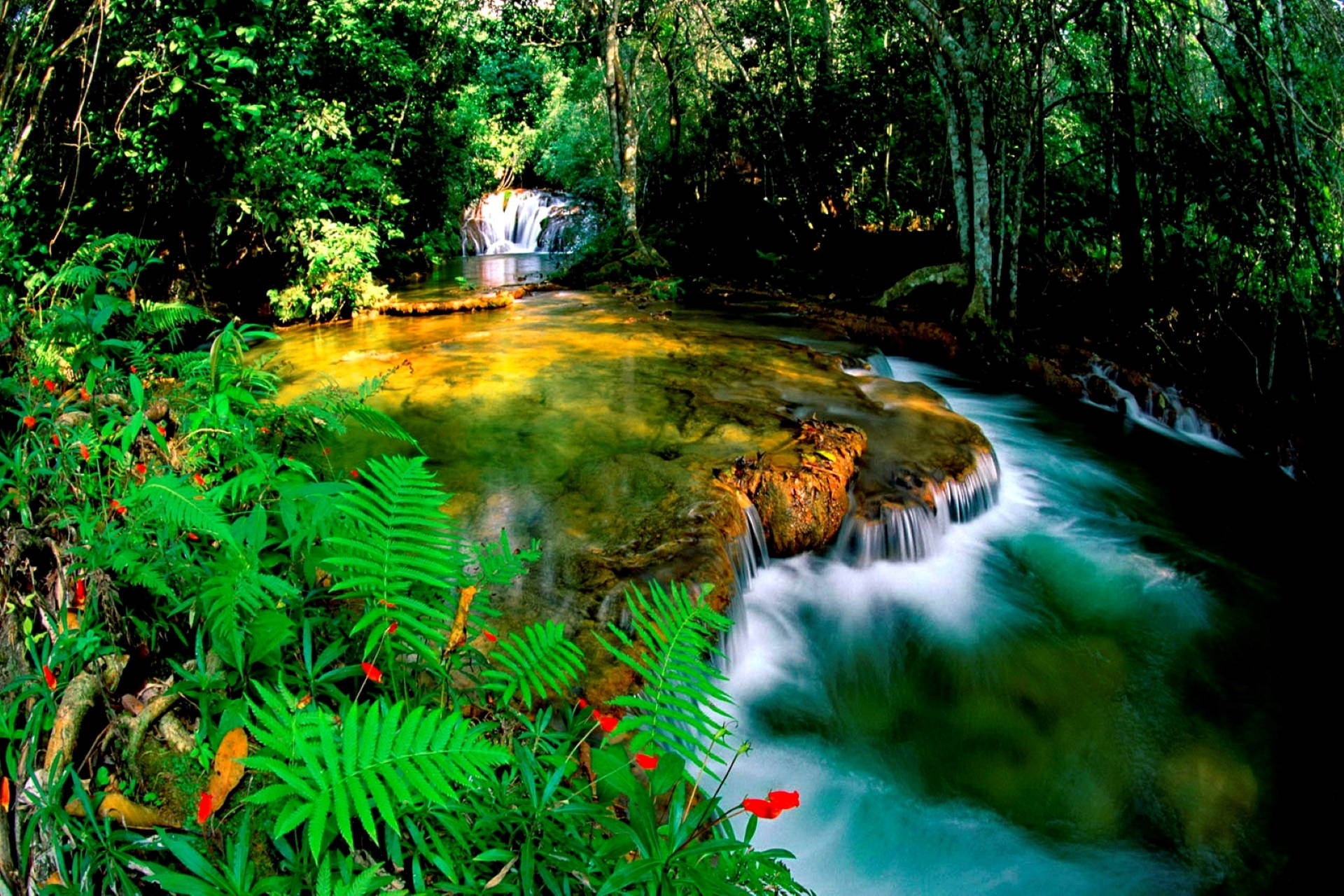 Vibrant Jungle Stream