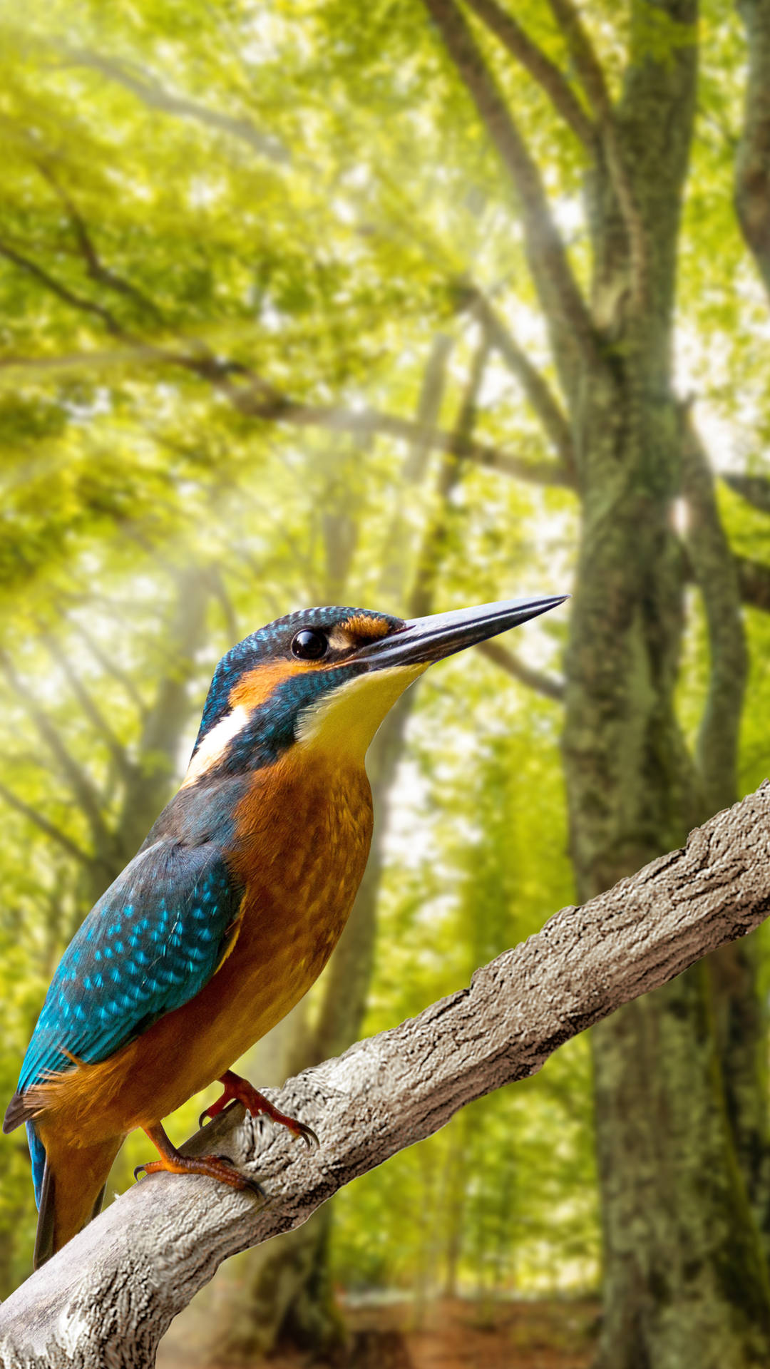 Vibrant_ Kingfisher_ Forest_ Perch_4 K_ U H D Background