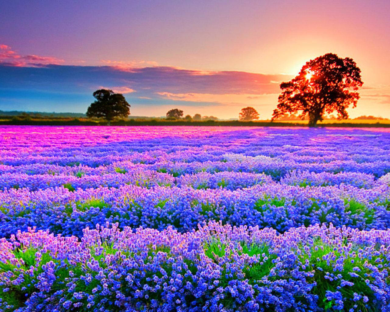 Vibrant Lavender Flower Field Background