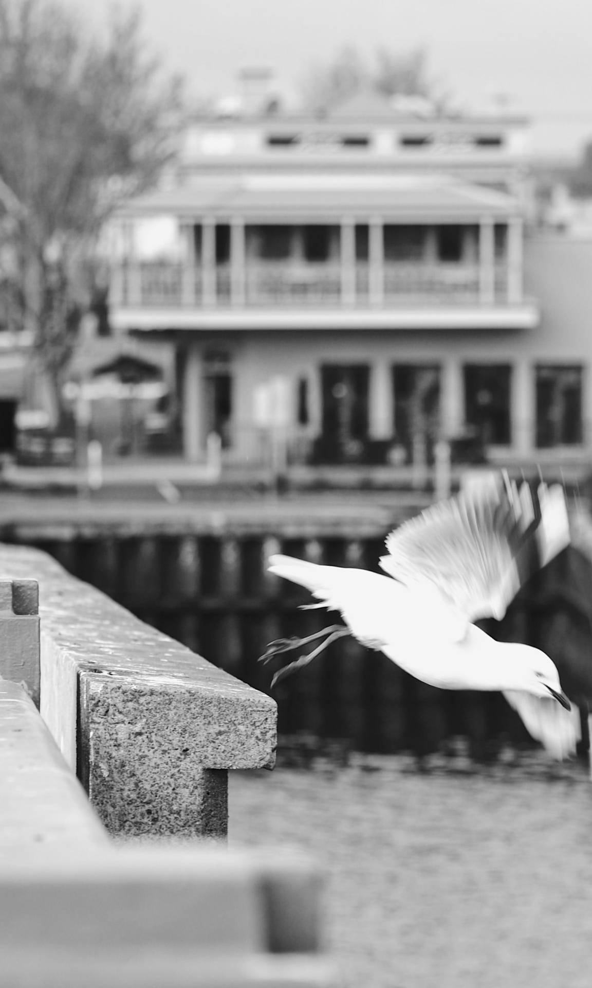 Vibrant Life In Adelaide Spotlighted By A Solitary Seagull In Grayscale. Background